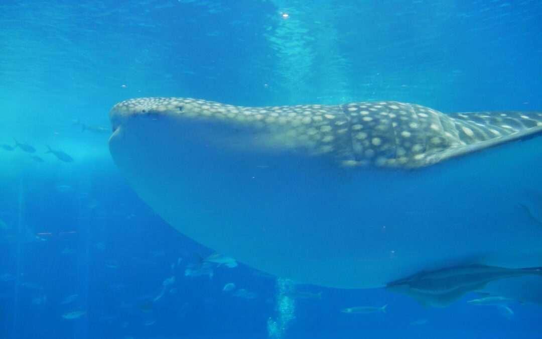 Okinawa Churaumi Aquarium, a place you must visit