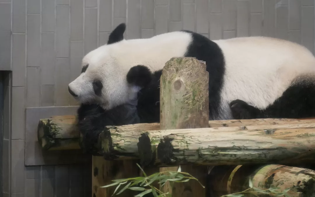 Ueno Zoo – Tokyo