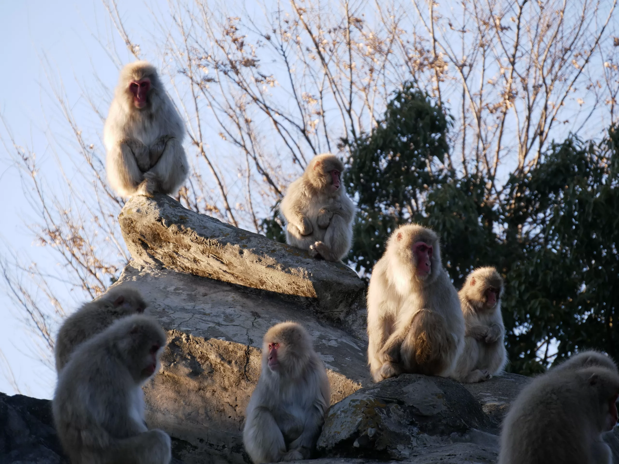 Traveling to Japan in January? Why not! - Japonsko bez cestovky