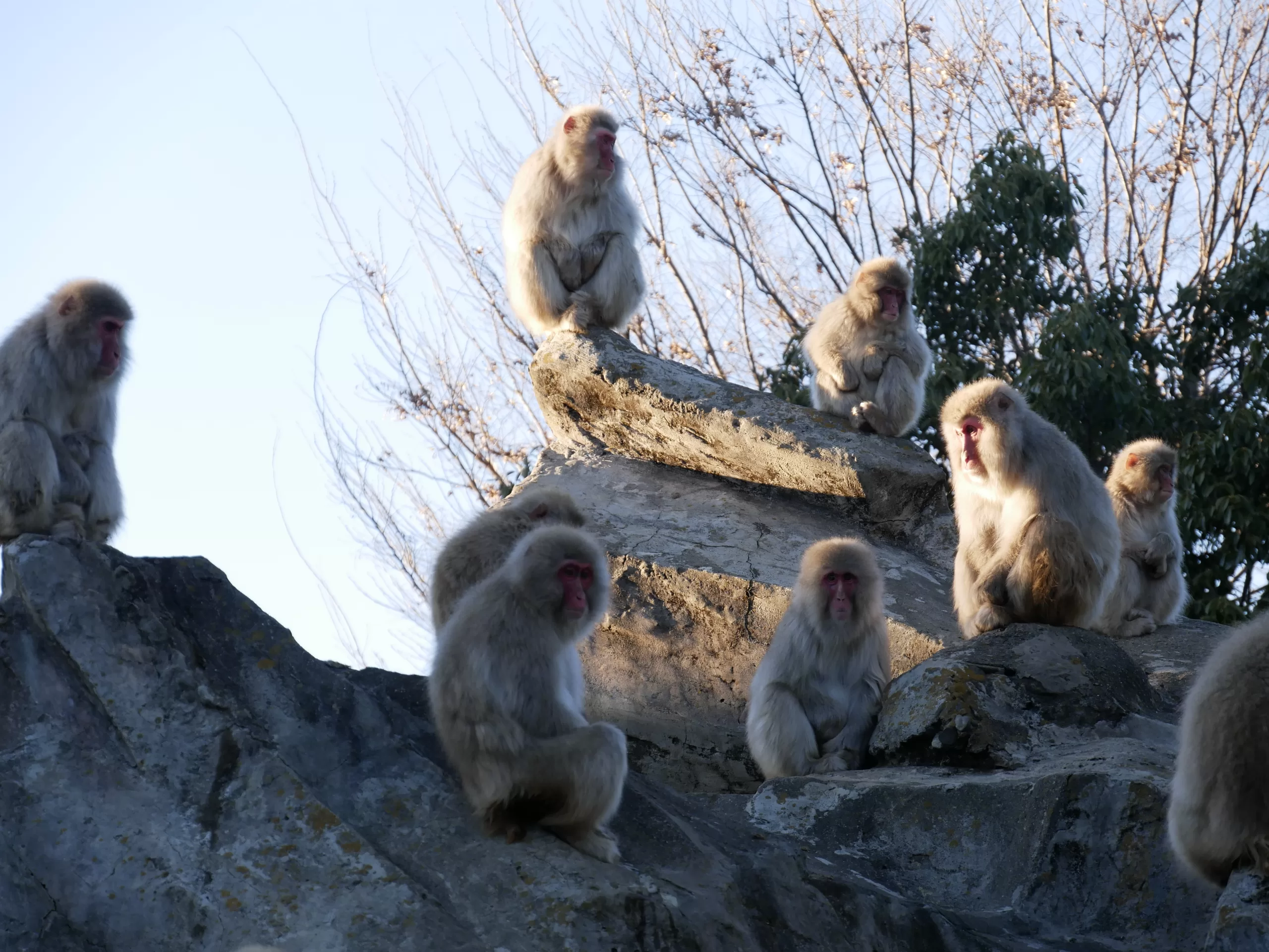 Ueno Zoo – nejstarší zoologická zahrada v Tokiu a domov slavných pand - Japonsko bez cestovky