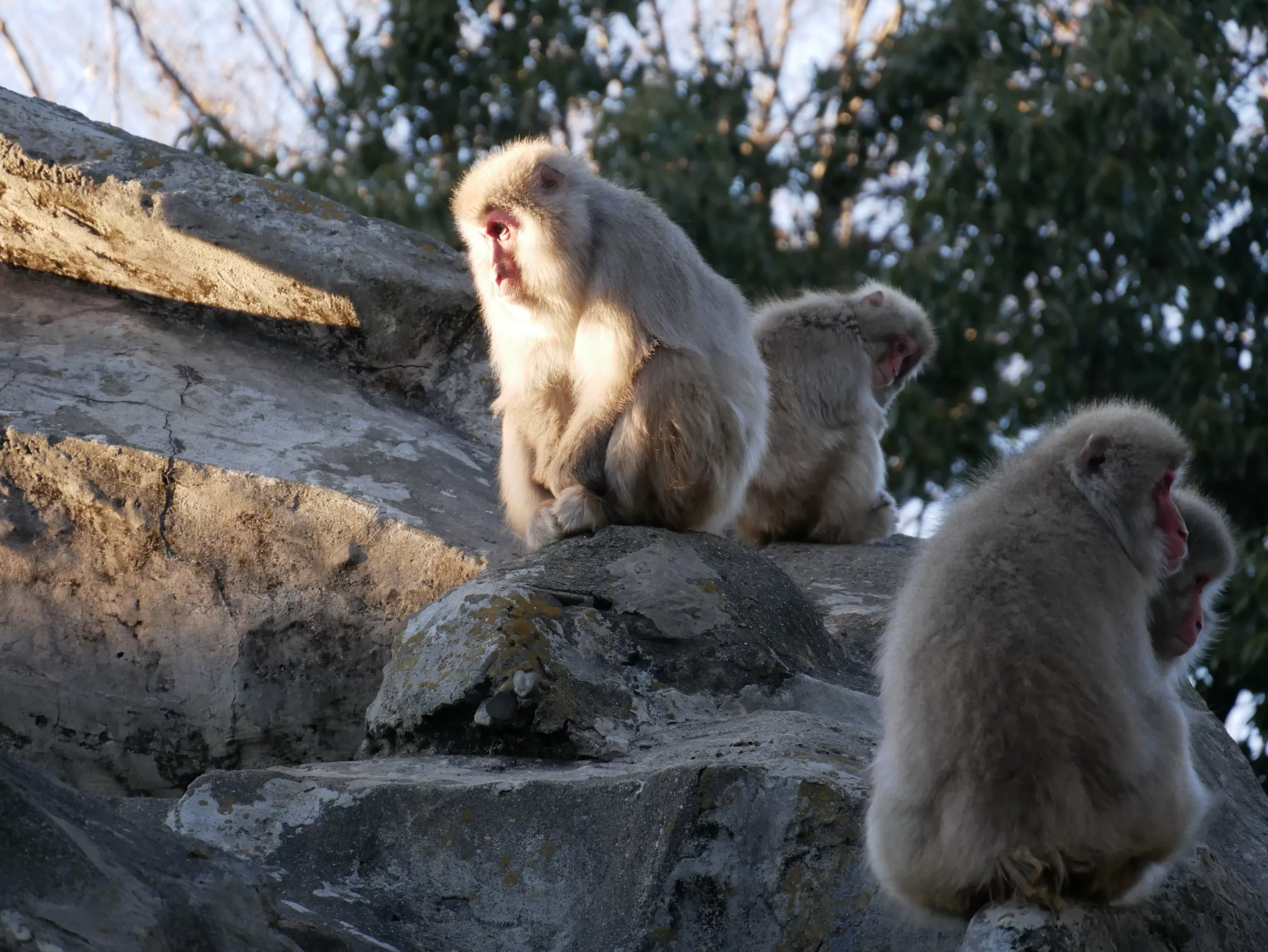 Ueno Zoo – nejstarší zoologická zahrada v Tokiu a domov slavných pand - Japonsko bez cestovky