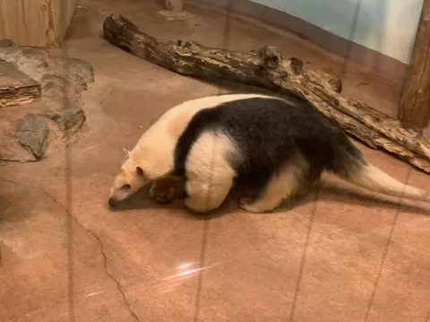 Ueno Zoo – nejstarší zoologická zahrada v Tokiu a domov slavných pand - Japonsko bez cestovky