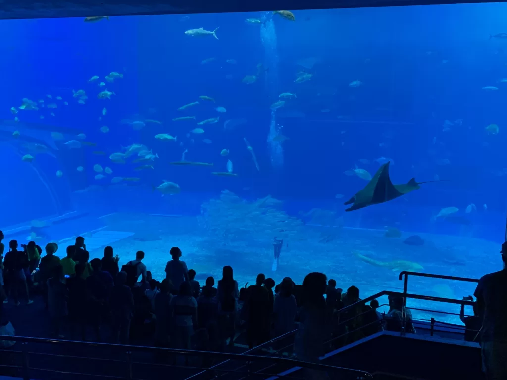 Okinawa Churaumi Aquarium, místo které musíte navštívit - Japonsko bez cestovky