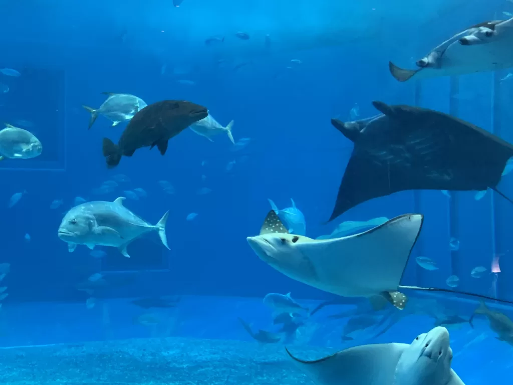 Okinawa Churaumi Aquarium, místo které musíte navštívit - Japonsko bez cestovky