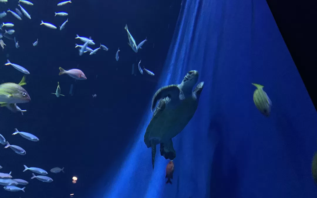 DMM Kariyushi Aquarium – moderní akvárium na Okinawě plné světla, přírody a mořského života