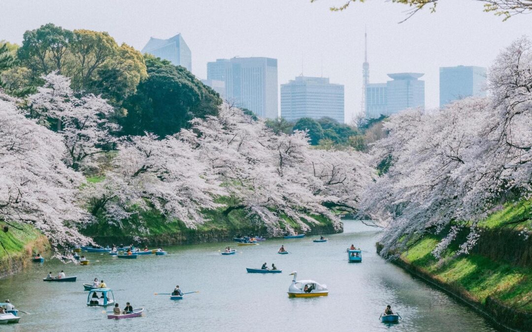 Kdy a kam se vypravit za kvetoucími Sakurami do Japonska