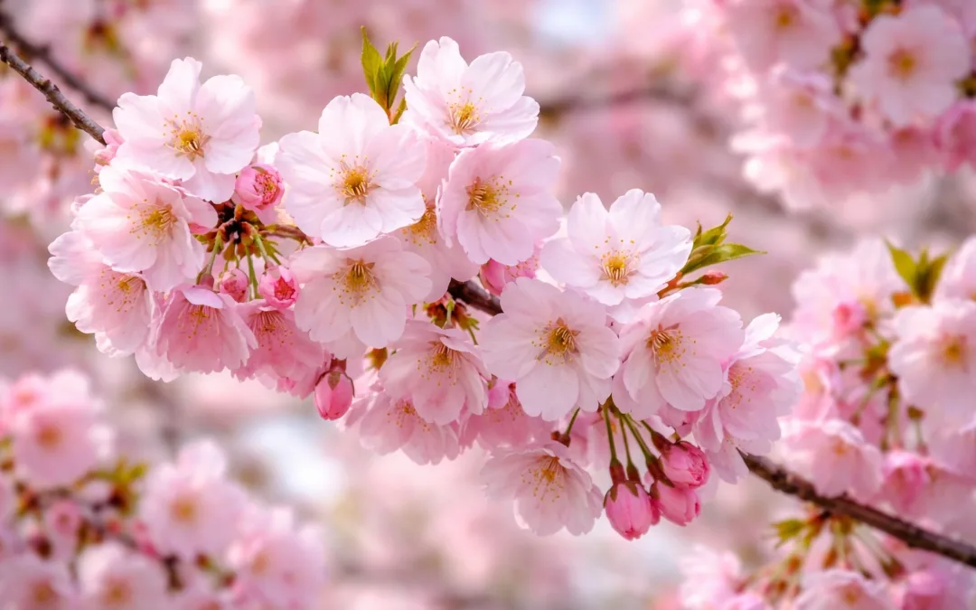 Cherry Blossom forecast for Japan 2026