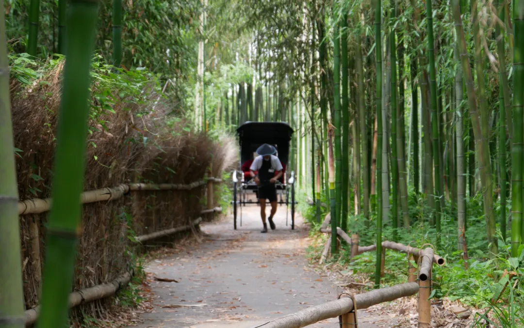 Arashiyama Bamboo Forest – slavný bambusový les v Kjótu