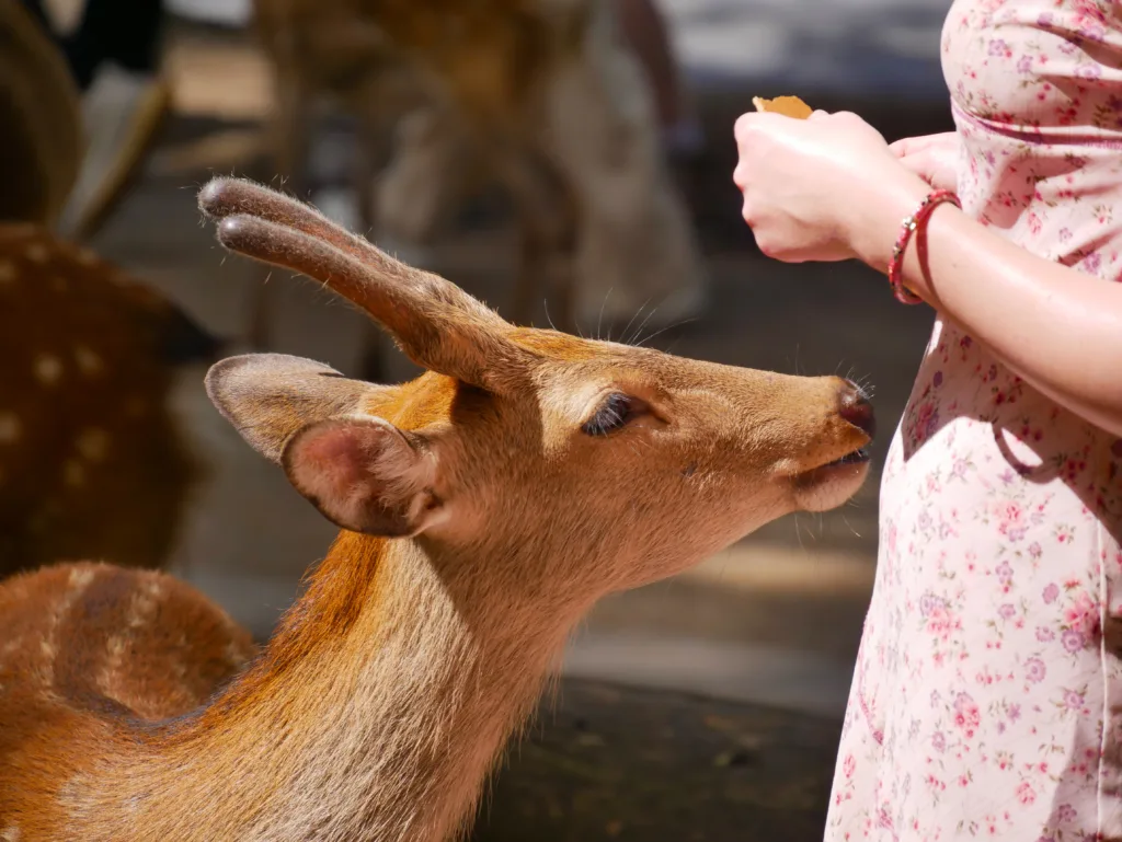 20 nejnavštěvovanějších míst v Japonsku: Kam míří turisté nejčastěji? - Japonsko bez cestovky 20 nejnavštěvovanějších míst v Japonsku: Kam míří turisté nejčastěji? - Japonsko bez cestovky